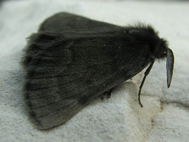 Sciadia tenebraria (Geometridae, Ennominae)